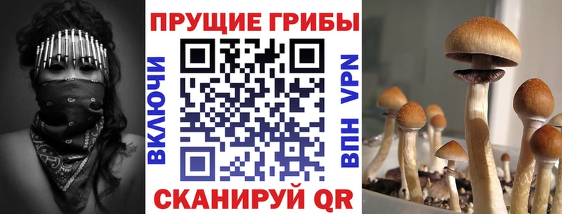Купить где  Шумиха  Псилоцибиновые грибы прущие грибы 